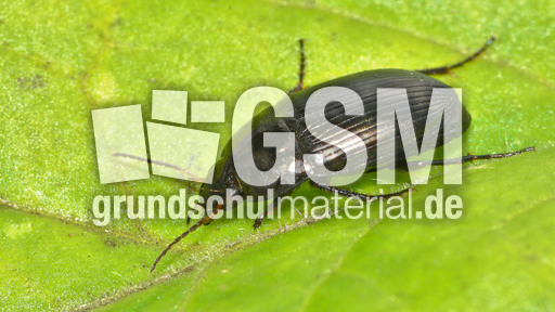 Ovaler Kanalläufer_2.jpg